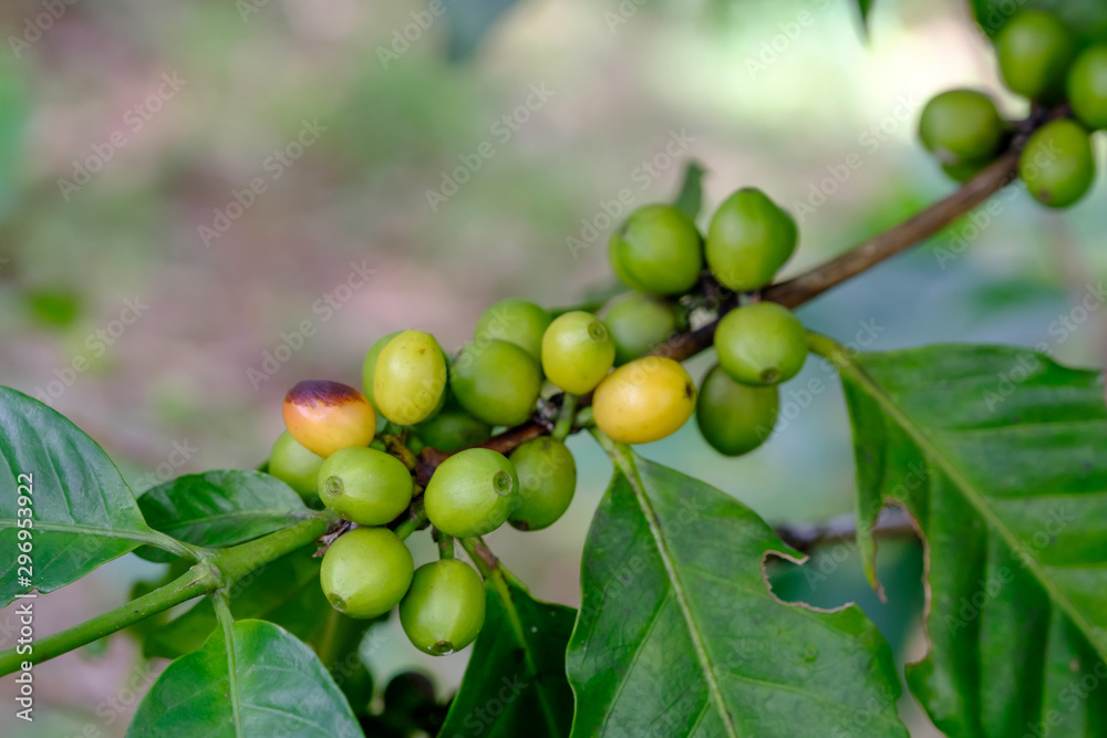 fresh coffee bean in the garden fresh coffee bean in the garden