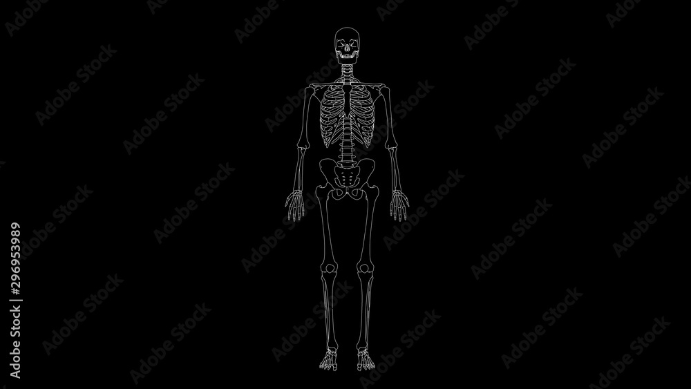 drawing of skeleton skull in black and white drawing of skeleton skull in black and white