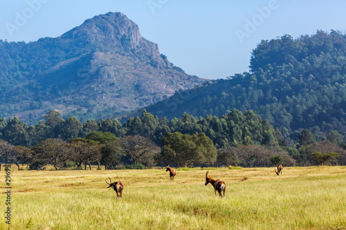 Group of  Blesbuck in Mlilwane wildlife sanctuary scenery , Swaziland ; specie Damaliscus pygargus phillipsi family of bovidae photo