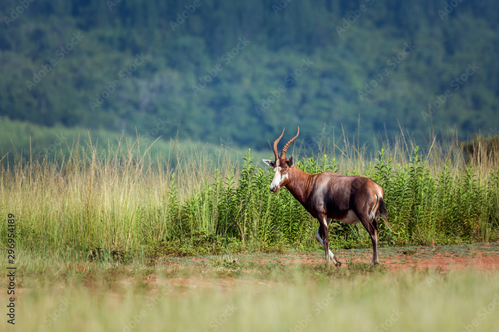 Blesbuck in Mlilwane wildlife sanctuary, Swaziland Blesbuck in Mlilwane wildlife sanctuary, Swaziland