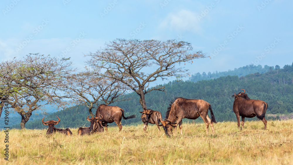 Blue wildebeest in Mlilwane wildlife sanctuary, Swaziland