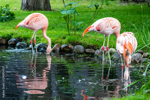 American flamingo wading in a pond. Calgary Zoo  Calgary  Alberta  Canada