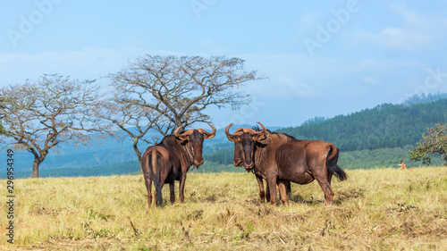 Blue wildebeest in Mlilwane wildlife sanctuary  Swaziland