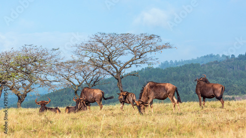 Blue wildebeest in Mlilwane wildlife sanctuary  Swaziland