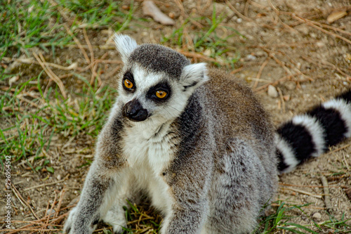 Lemuren / Affen / Äffchen im Zoo Punta Verde Lignano (Italien) / Madagaskar / Lemuren / lemur / Naturschutz / Artenschutz / Tierschutz
