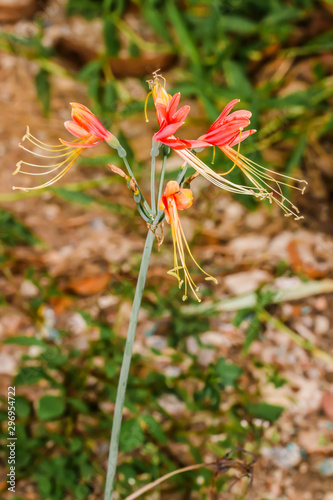 Closeup of red queen lily or Eucrosia bicolor. photo