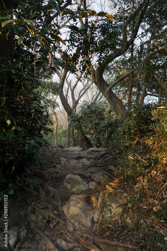 Fototapeta Naklejka Na Ścianę i Meble -  hiking in forest near tokyo japan