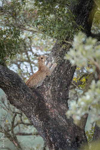 Leopard in Kruger National park  South Africa