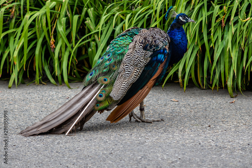 Peacock struts his stuff. Calgary Zoo, Calgary, Alberta, Canada photo