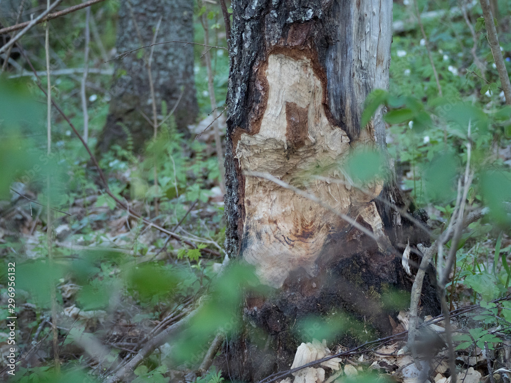 Tronc d'arbre rongé par un castor