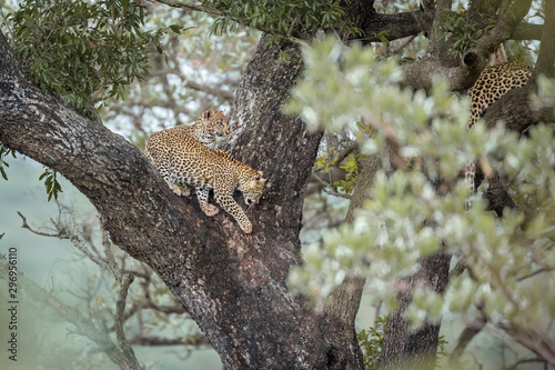 Leopard in Kruger National park  South Africa