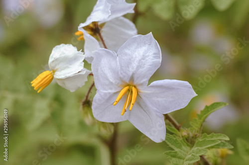 Solanum sisymbriifolium in the garden, commonly known as sticky nightshade or the fire and ice flowers