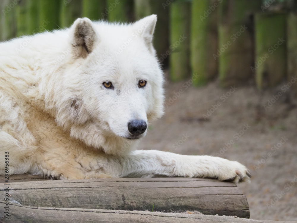 Loup blanc. Canis Lupus. Portrait