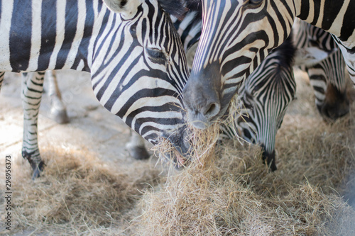 Zebra eating grass at Addo Elephant Reserve