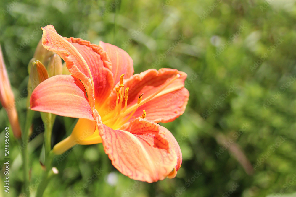 Orange lily flower in natural green environment.. Orange lily flower in natural green environment..