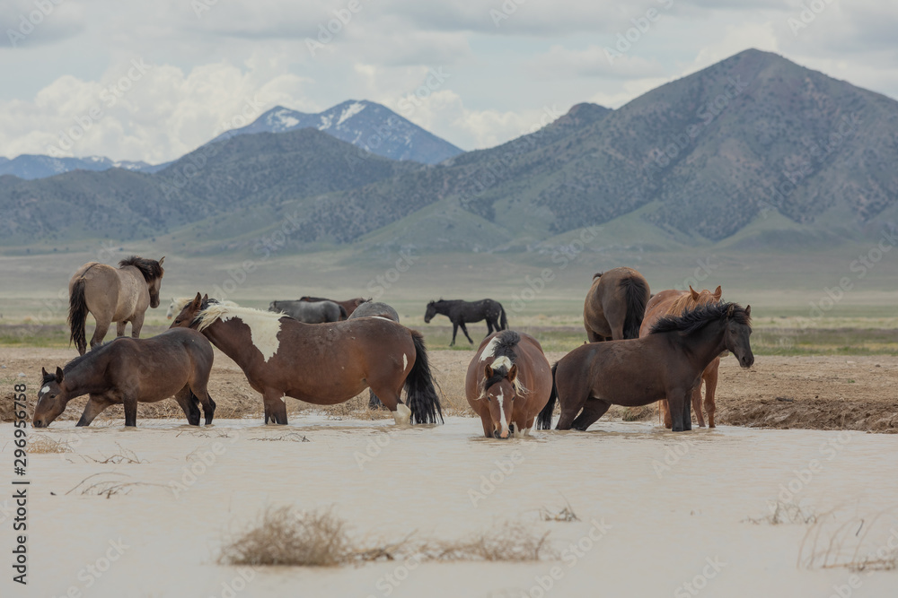 Wild Horses at a Utah Desert Waterhole Wild Horses at a Utah Desert Waterhole