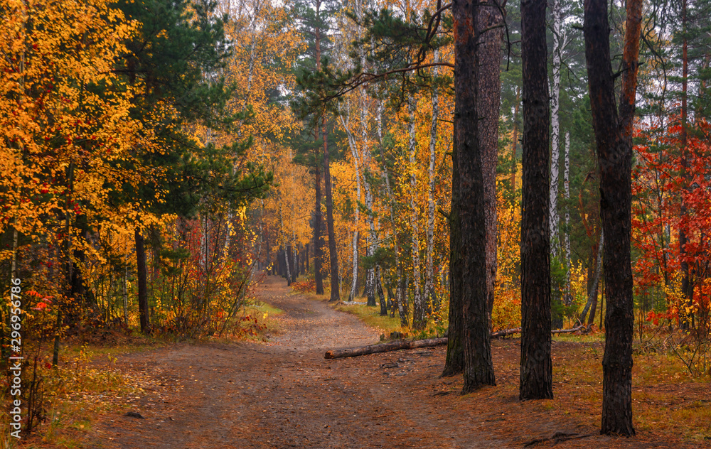 Obraz premium Forest. Autumn. Fog. Autumn painted leaves with its magical colors. Morning fog makes the forest mysterious and magical.