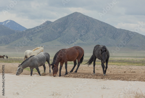 Wild Horses at a Utah Desert Waterhole © natureguy