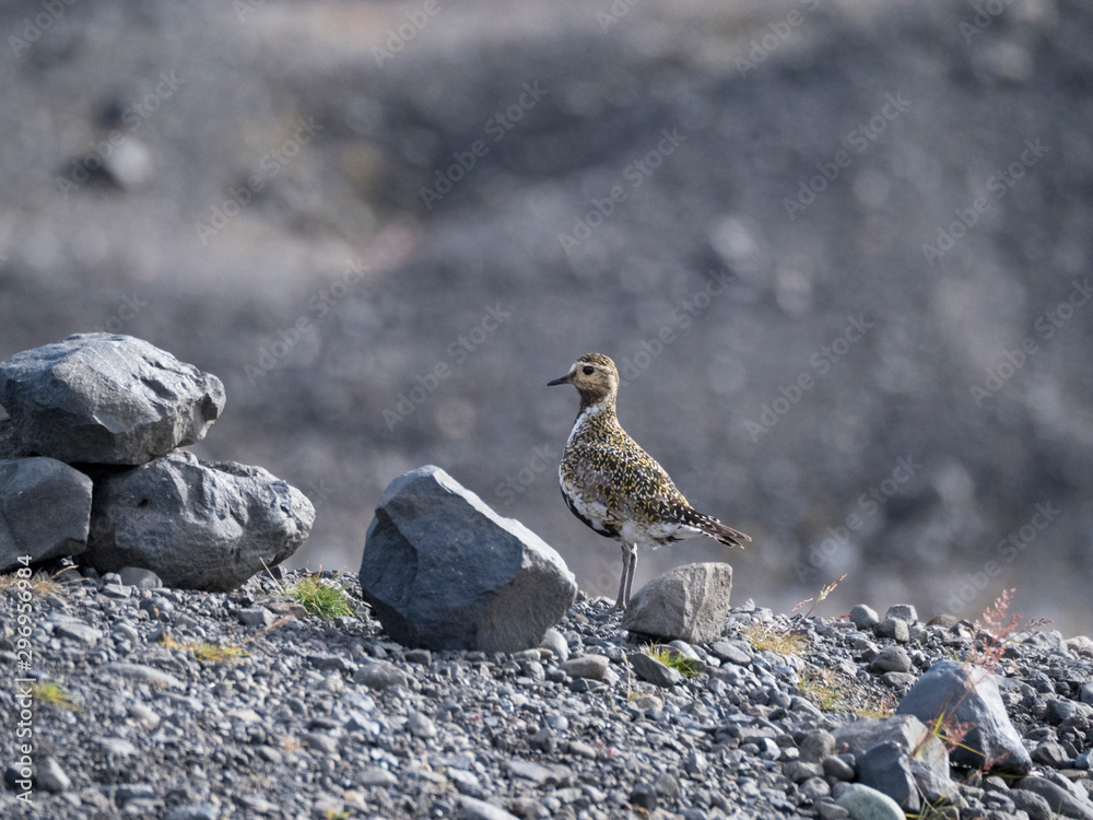 Pluvier doré, Pluvialis apricaria (Islande) Pluvier doré, Pluvialis apricaria (Islande)