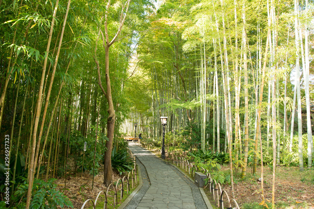 Fototapeta premium 修善寺_竹林の小径