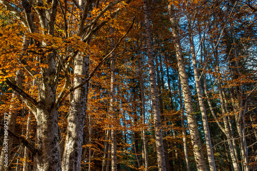 Orange beech leaves on the tree at autumn in the deciduous forest.