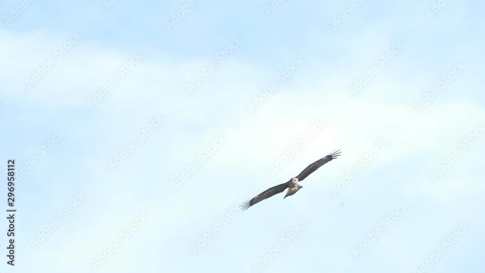 Slow motion of hawk flying on sky. Slow motion of hawk flying on sky.