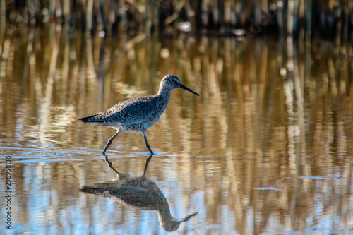 Willet looks for food in a flodded farmers field. rockyford County, Alberta, Canada photo