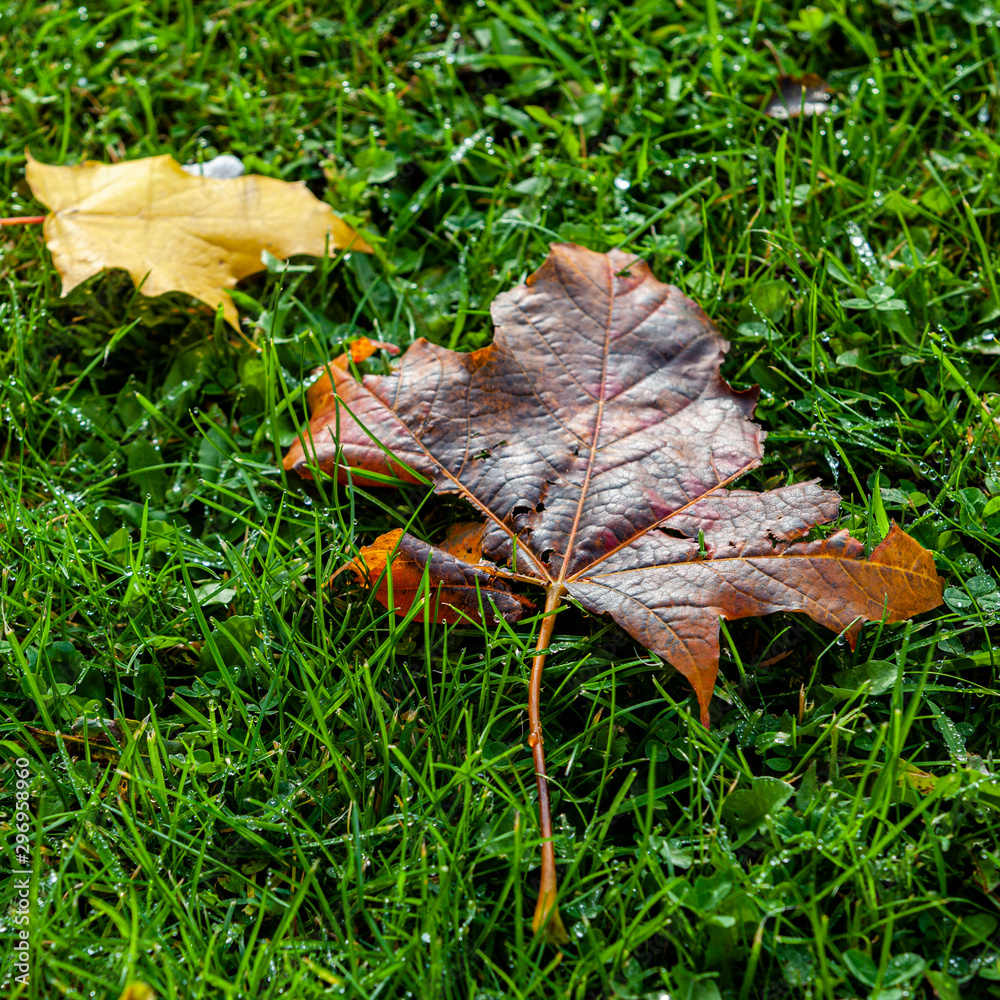 sycamore leaf, sycamore leaf,