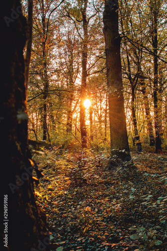 Deep dark and mysterious autumn winter beech forest with colorful golden leaves from autumn and colorful golden evening sunshine glow from sunset. Harz National Park, Germany © Ricardo