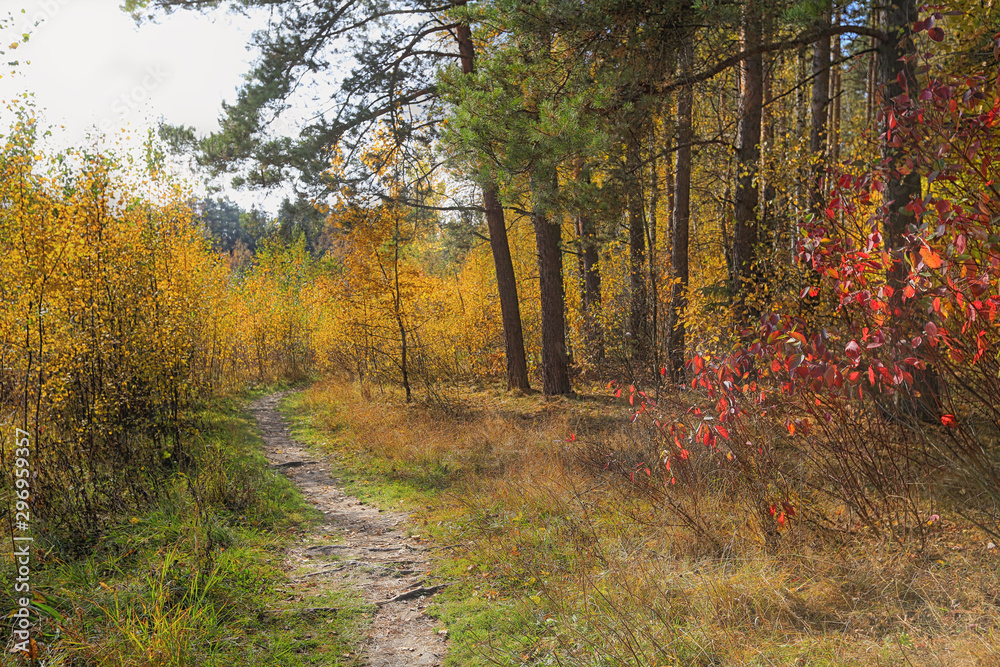 Fototapeta premium Walkway in a beautiful autumn forest