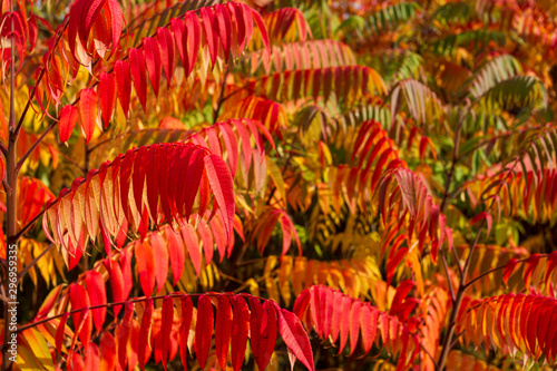 Close up of autumn colorful red and green trees and Staghorn Sumac leaves (Rhus hirta syn. Rhus typhina)