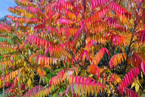 Autumn colored trees and leaves of Staghorn Sumac (Rhus hirta syn. Rhus typhina)2