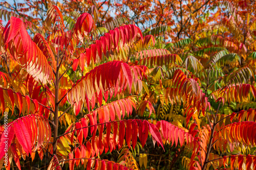 Autumn colored red and green trees and Staghorn Sumac leaves (Rhus hirta syn. Rhus typhina)
