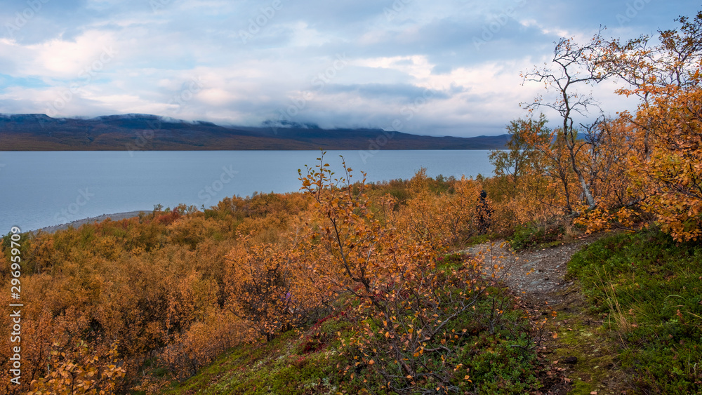 Tornetrask lake in Sweden near abisko national park.  scenery in golden autumn
