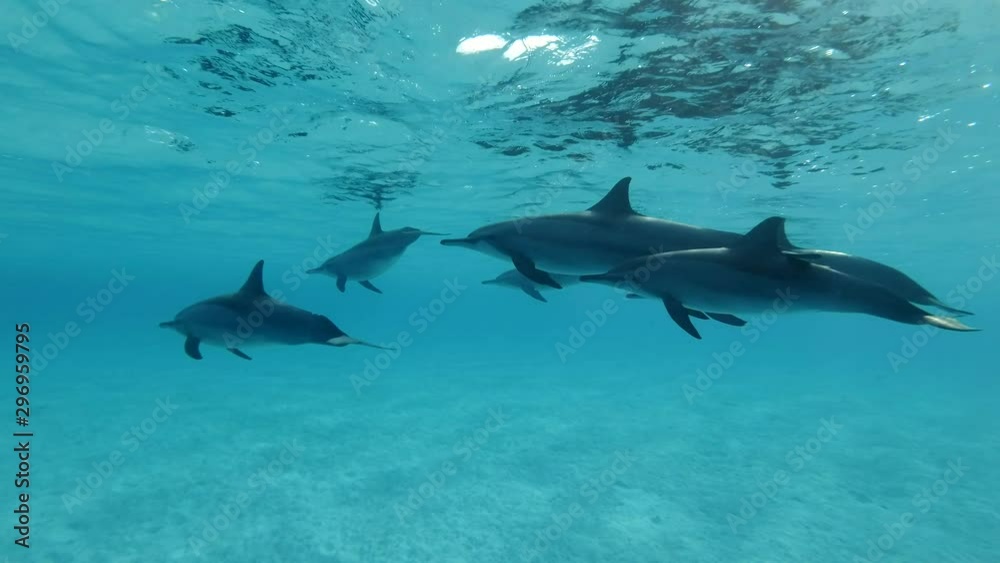 Family of dolphins slowly swim under sufrace of blue water. Slow motion, Closeup, Underwater shot. Spinner Dolphin (Stenella longirostris), Red Sea Family of dolphins slowly swim under sufrace of blue water. Slow motion, Closeup, Underwater shot. Spinner Dolphin (Stenella longirostris), Red Sea