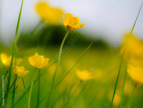 Close up view of wild Buttercups seen in an english summer meadow.