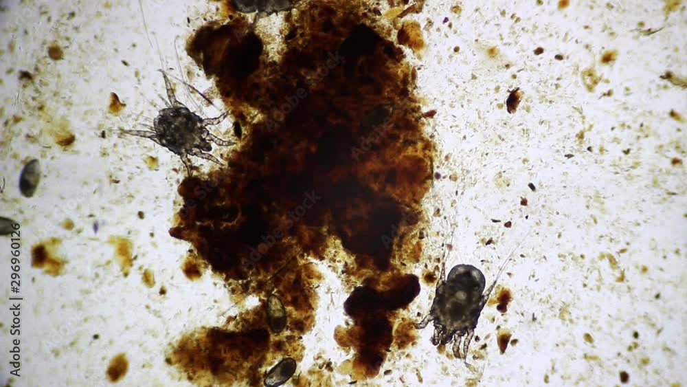 Otodectes cynotis, also known as an ear scabies. Ear swab of a cat's