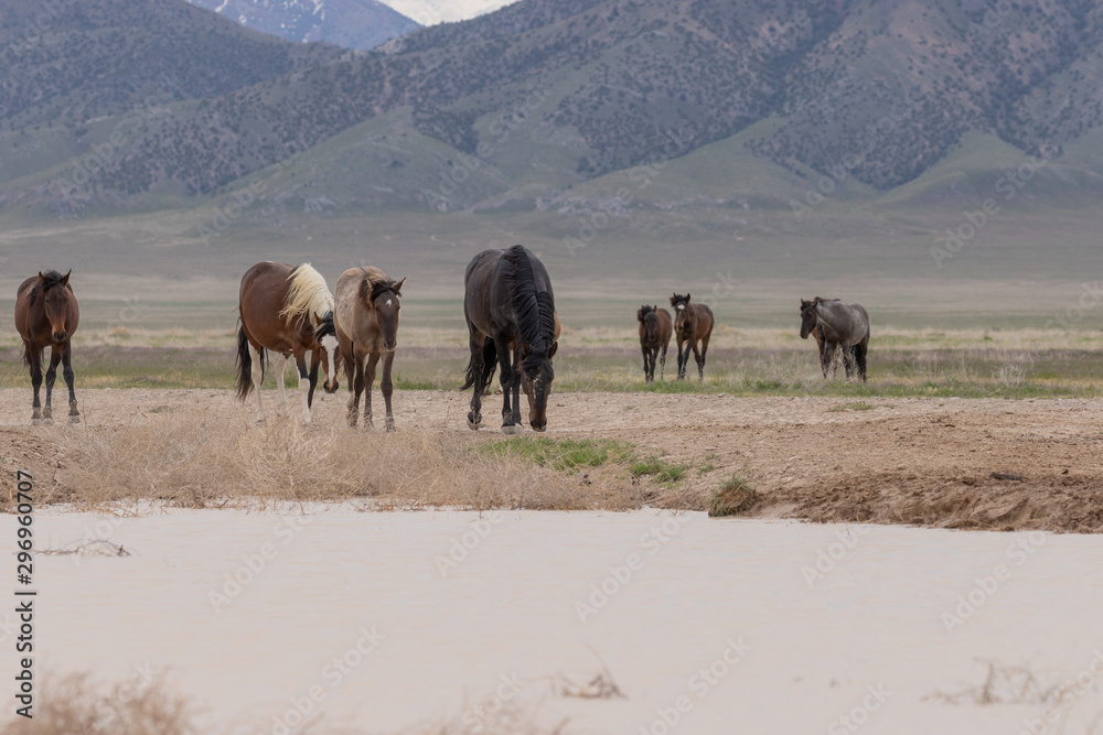 Wild Horses in Spring in the Utah Desert Wild Horses in Spring in the Utah Desert