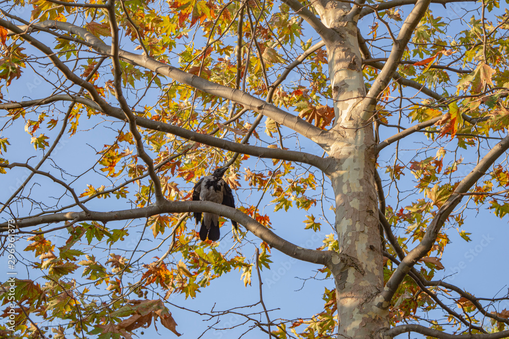 Raven on an oak tree in autumn Raven on an oak tree in autumn