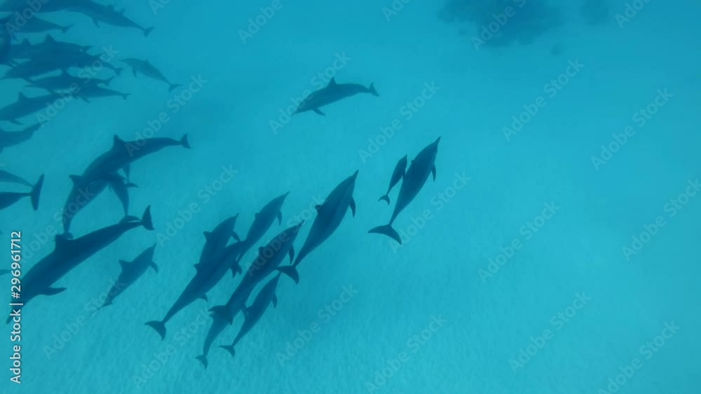 Dolphin mother to take away little baby dolphin from a pod. Spinner Dolphin (Stenella longirostris), Underwater shot, Top view. Red Sea, Sataya Reef (Dolphin House) Marsa Alam, Egypt, Africa Dolphin mother to take away little baby dolphin from a pod. Spinner Dolphin (Stenella longirostris), Underwater shot, Top view. Red Sea, Sataya Reef (Dolphin House) Marsa Alam, Egypt, Africa