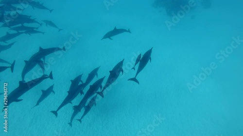 Dolphin mother to take away little baby dolphin from a pod. Spinner Dolphin (Stenella longirostris), Underwater shot, Top view. Red Sea, Sataya Reef (Dolphin House) Marsa Alam, Egypt, Africa  photo