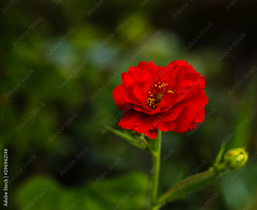 Single red geum flower against a soft focus background