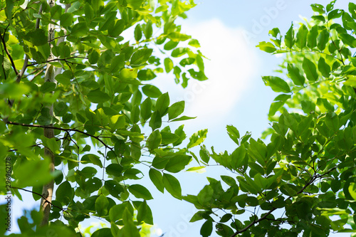 green leaves background