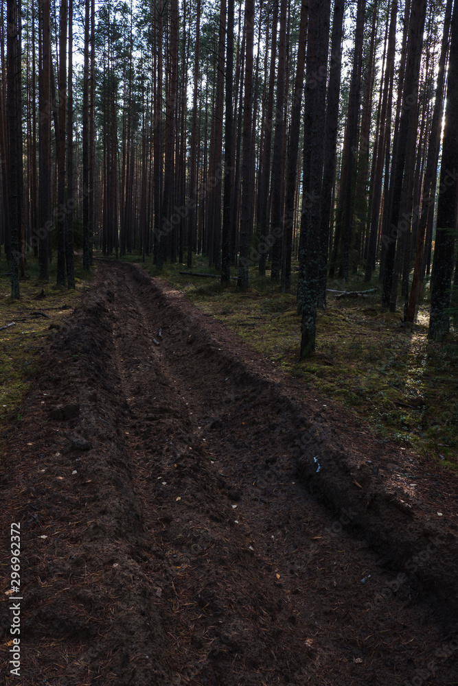 Fototapeta premium Autumn in a pine forest. Coniferous trees, green moss. It’s sunny.