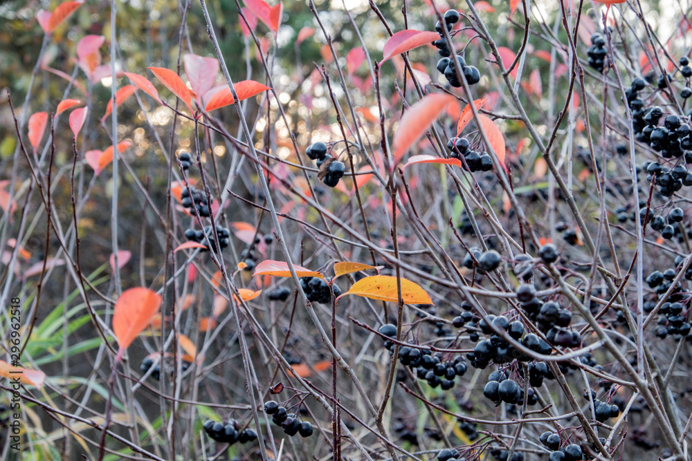 Autumn has come. Black berries on a branch. Black Rowan. Edible harvest. Useful foods with vitamins. Indigents for jam, tinctures. Forest, autumn, day Autumn has come. Black berries on a branch. Black Rowan. Edible harvest. Useful foods with vitamins. Indigents for jam, tinctures. Forest, autumn, day