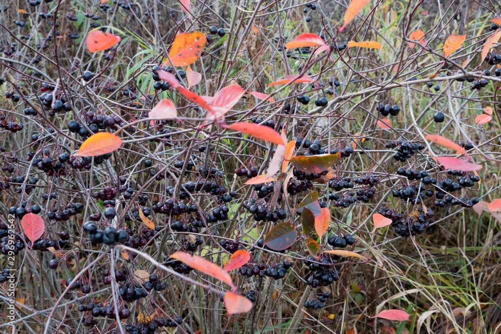 Autumn has come. Black berries on a branch. Black Rowan. Edible harvest. Useful foods with vitamins. Indigents for jam, tinctures. Forest, autumn, day Autumn has come. Black berries on a branch. Black Rowan. Edible harvest. Useful foods with vitamins. Indigents for jam, tinctures. Forest, autumn, day