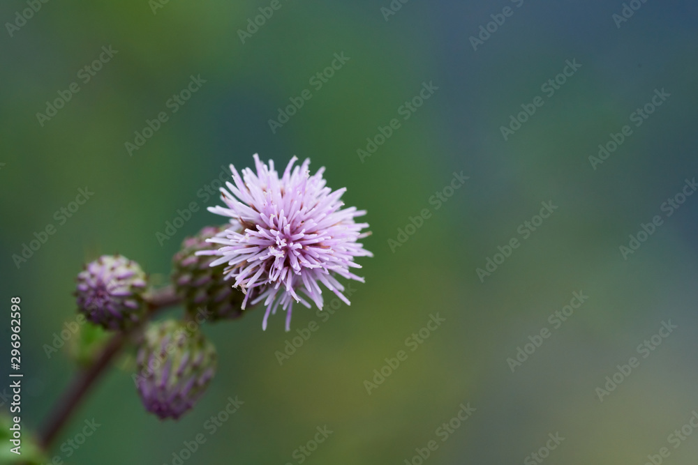 Closeup of a pink creeping thistle Closeup of a pink creeping thistle