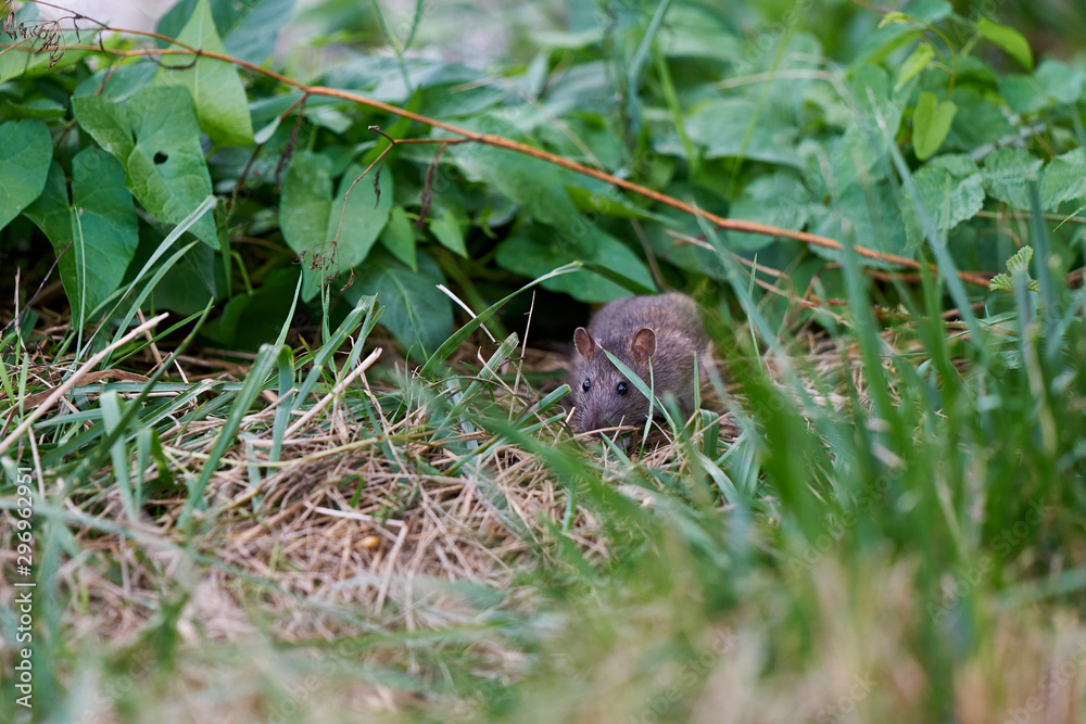 Little mouse hiding in the grass Little mouse hiding in the grass