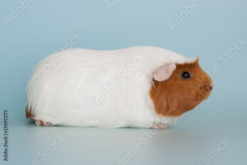 guinea pig rodent domestic animal