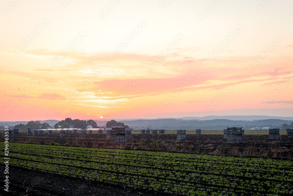 Crates filled with Sweet Onions at harvest under late summer sunset in the Black Dirt region of Pine Island, New York Crates filled with Sweet Onions at harvest under late summer sunset in the Black Dirt region of Pine Island, New York